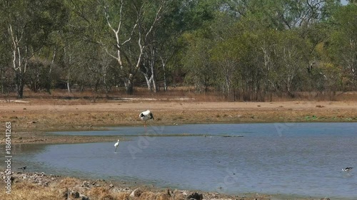 bird life at bird billabong in mary river national park near kakadu photo