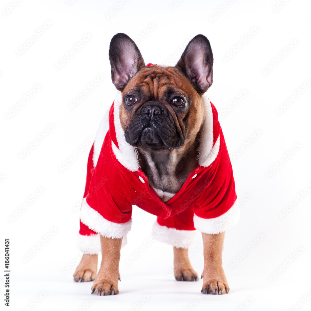 Funny french bulldog in Santa suit