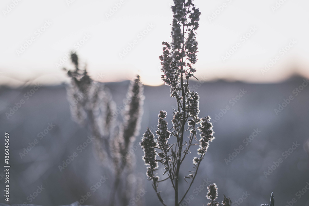 Obraz premium Nature at Dusk