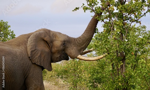 Photography Elephant Feeding
