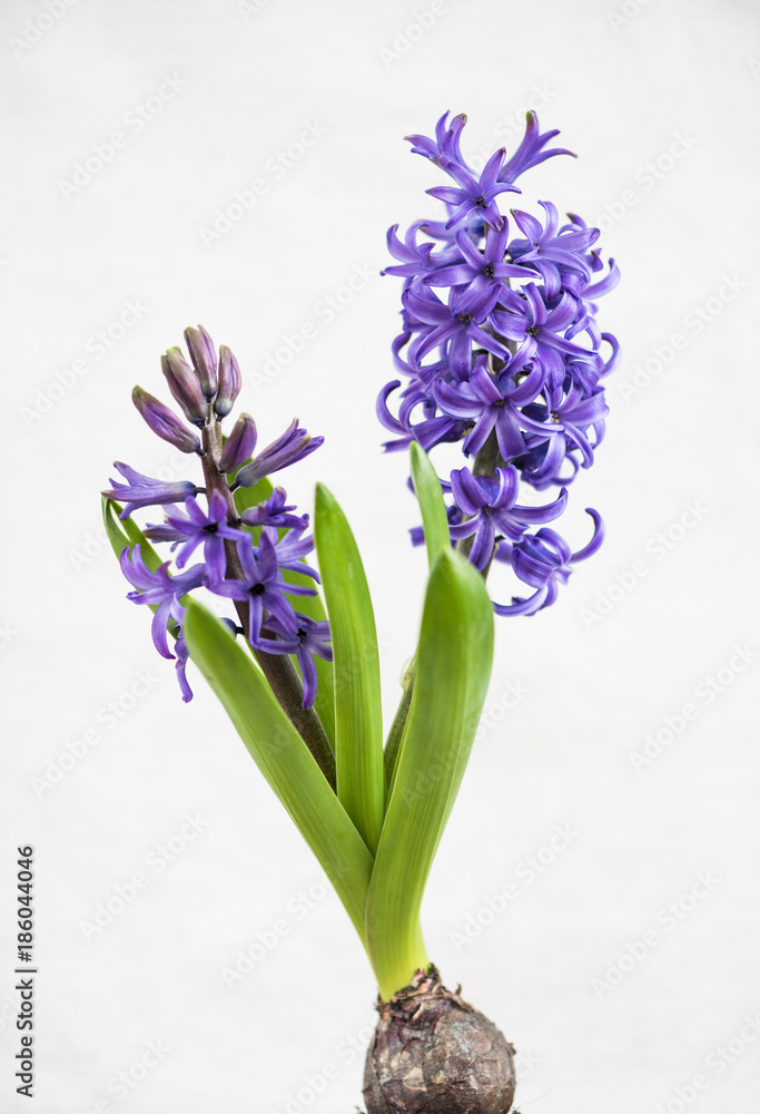 Fototapeta premium Purple hyacinths blooming