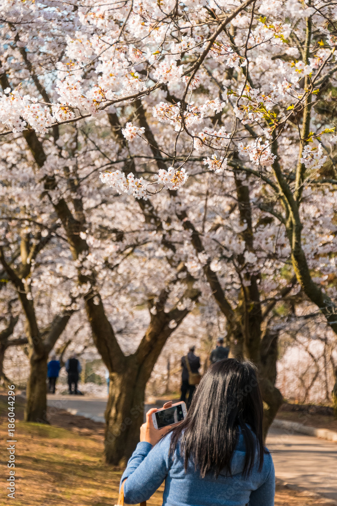 Taking pictures of the Springtime Cherry Blossoms in bloom Taking pictures of the Springtime Cherry Blossoms in bloom