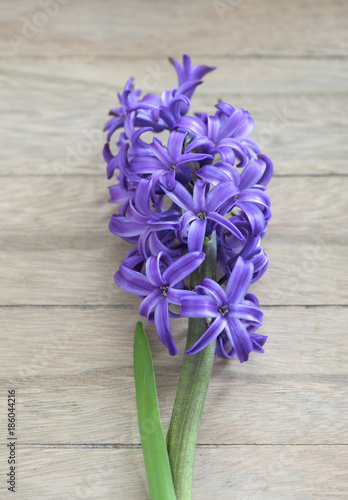 Purple hyacinths blooming