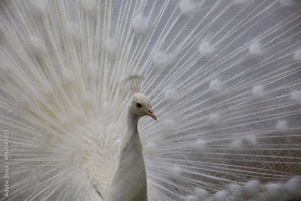 Naklejka premium Biały Paw