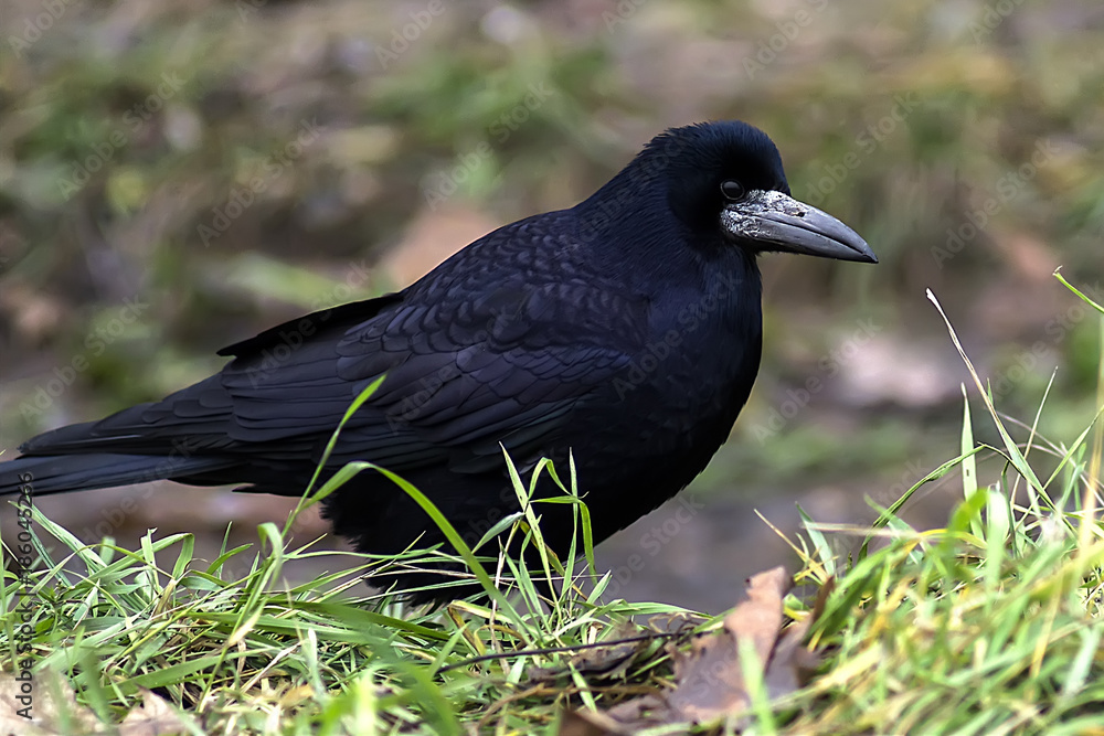 Black bird in autumn park. Raven walks on path of the city garden. Crow is looking for food Black bird in autumn park. Raven walks on path of the city garden. Crow is looking for food