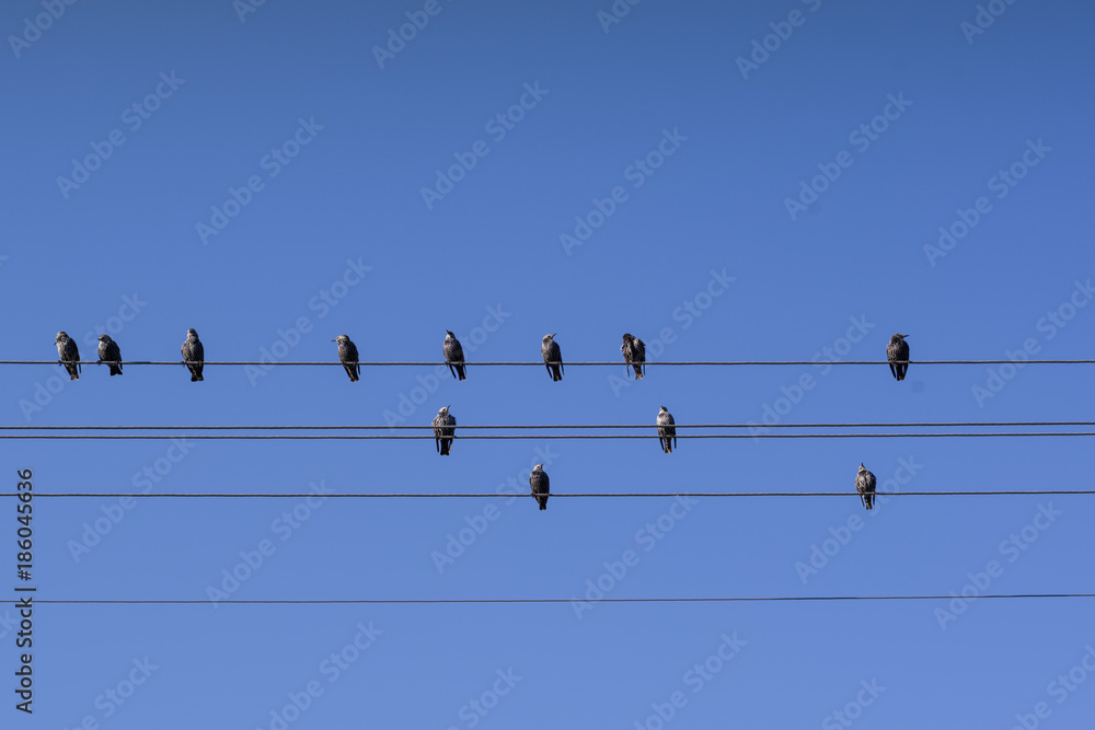 A flock of starlings sitting on the wires of the power line against the blue sky A flock of starlings sitting on the wires of the power line against the blue sky
