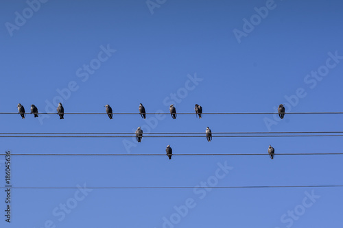 A flock of starlings sitting on the wires of the power line against the blue sky