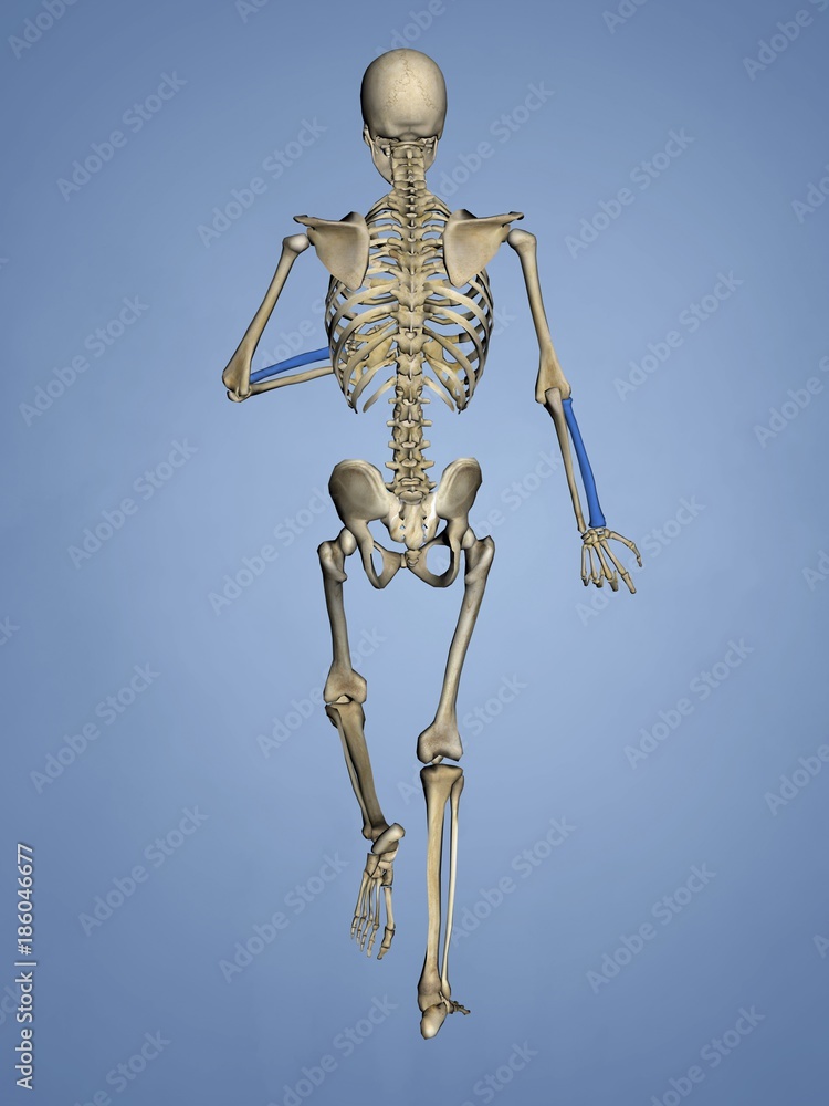 Radius, Human Skeleton, 3D Model Radius, Human Skeleton, 3D Model