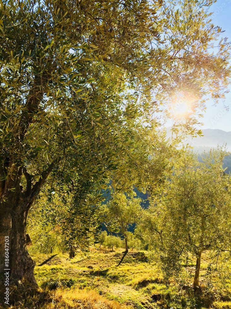 Fototapeta premium Oliviers soleils
