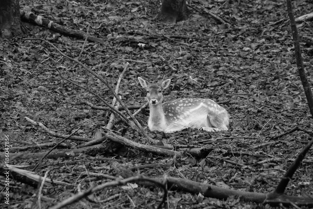 Fototapeta premium a bit sleepy deer