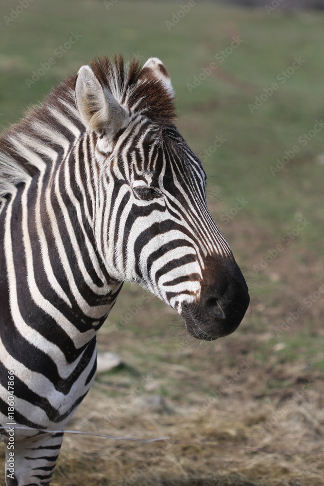 Zebra head close-up portrait with blurred background Zebra head close-up portrait with blurred background