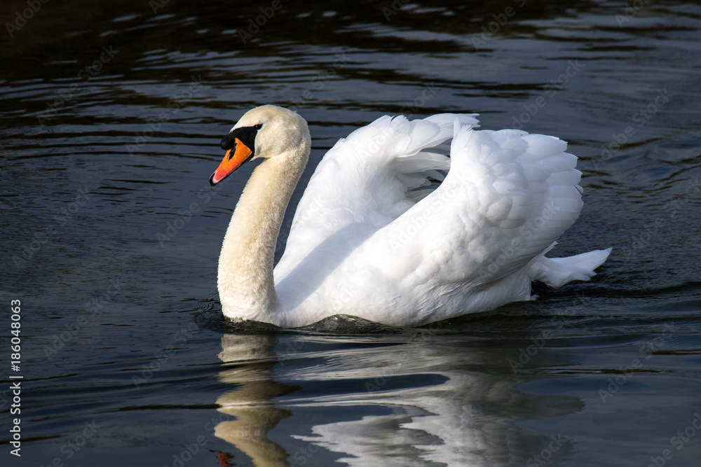 Obraz premium swan too