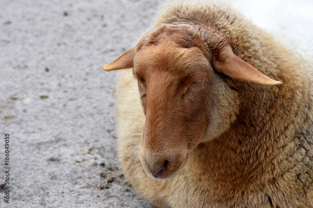 Fototapeta premium Coburger Fuchsschaf (also known as Coburg Fox Sheep) is a breed of domestic sheep from Germany.