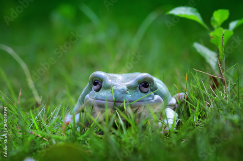 Dumpy frog on garden, tree frog © kuritafsheen