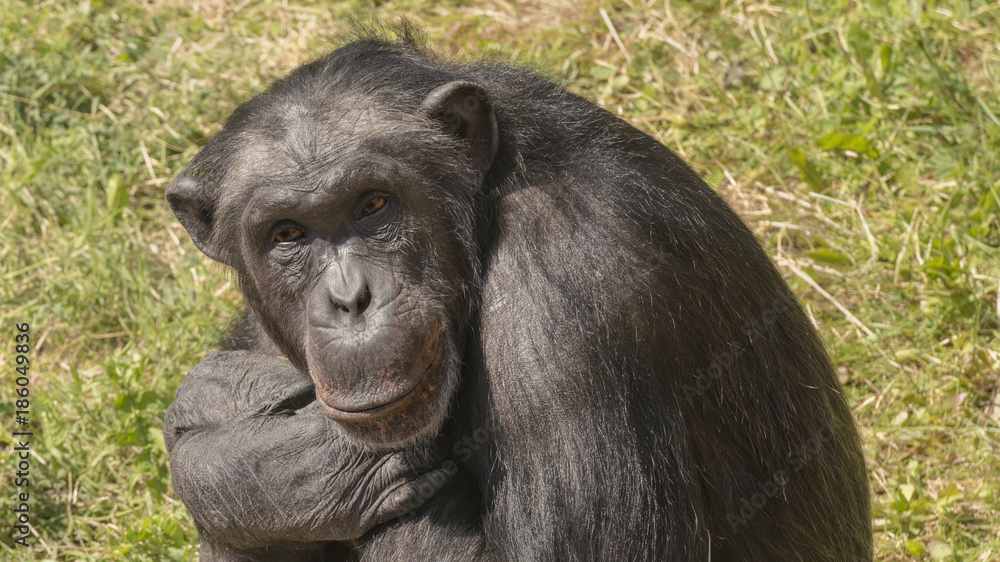 The taxonomical genus Pan (often referred to as chimpanzees or chimps) The taxonomical genus Pan (often referred to as chimpanzees or chimps)