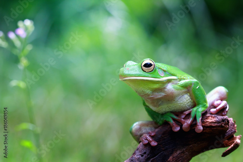 White lipped tree frog  tree frog in reflection