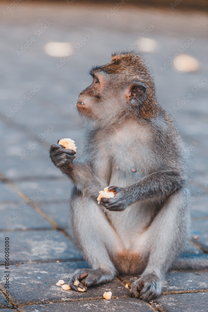 Monkey eating banana