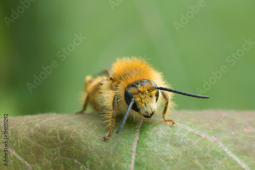 Male pantaloon bee, Dasypoda hirtipes on leaf © Henrik Larsson