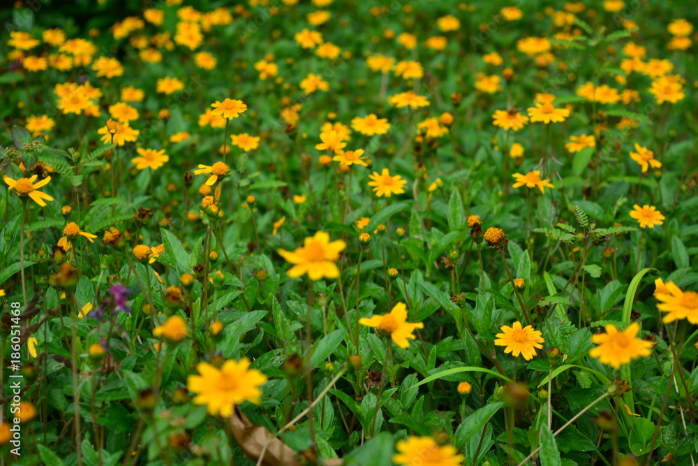 Campo de flores Campo de flores