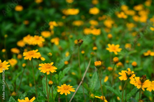 Campo de flores