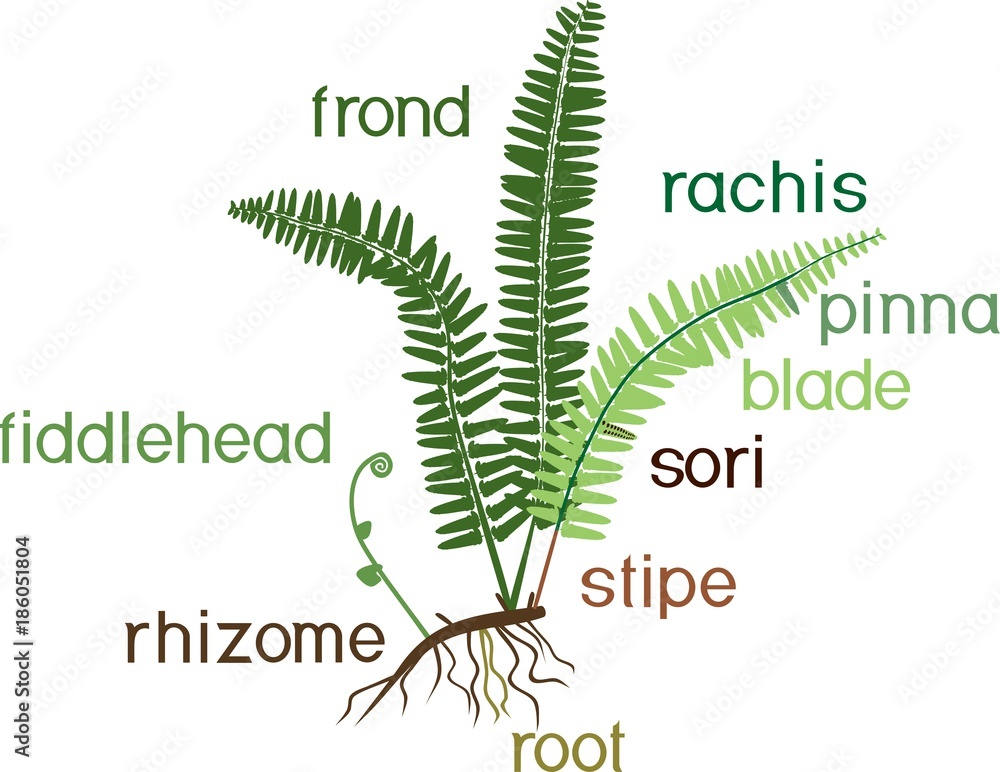 Parts of fern sporophyte with titles Stock Vector Adobe Stock