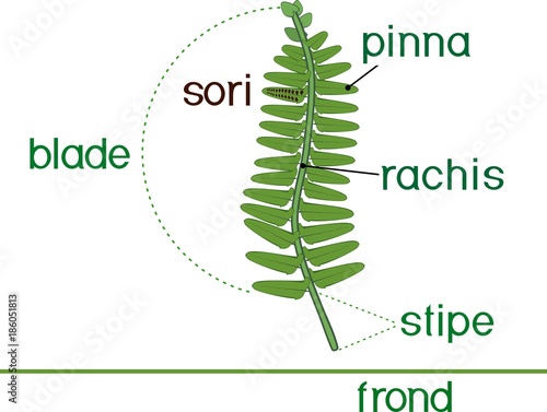 Parts of fern frond with titles