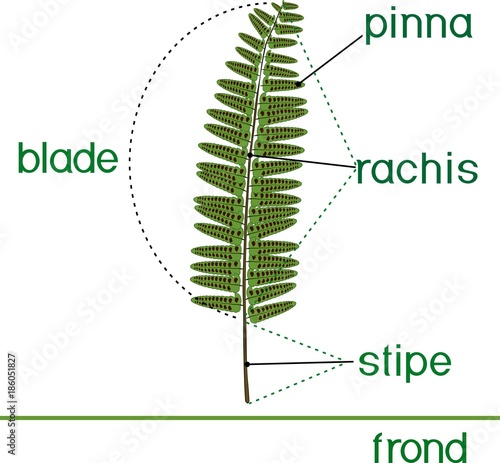 Parts of fern frond with titles