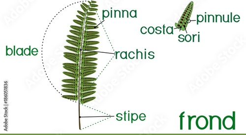 Parts of fern frond with titles