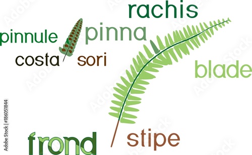 Parts of fern frond with titles