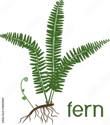 Silhouette of green fern with rhizome, roots and title on white background