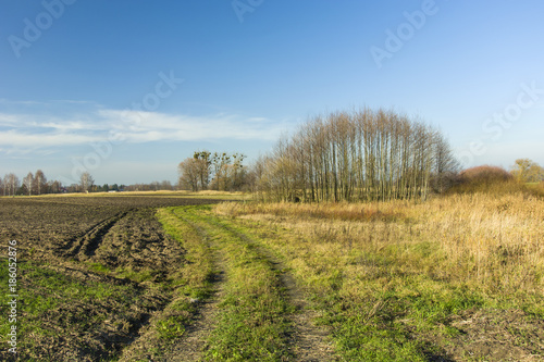 Winding road through fields and meadows, copse and blue sky
