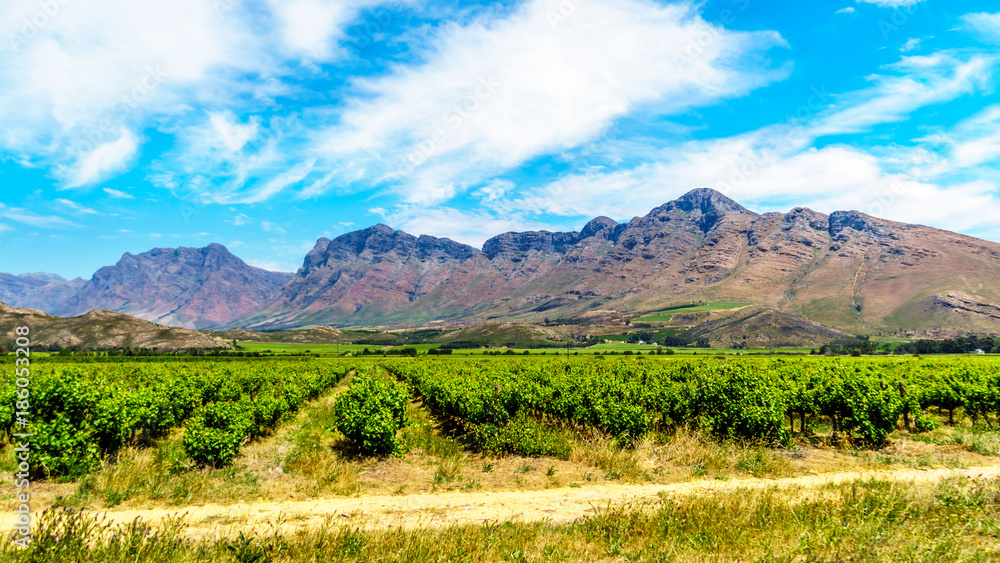 Vineyards and surrounding Mountains in spring in the Boland Wine Region of the Western Cape in South Africa