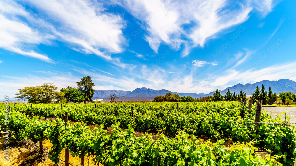 Vineyards in spring in the Boland Wine Region of the Western Cape in South Africa