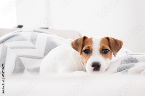 Jack Russell Terrier