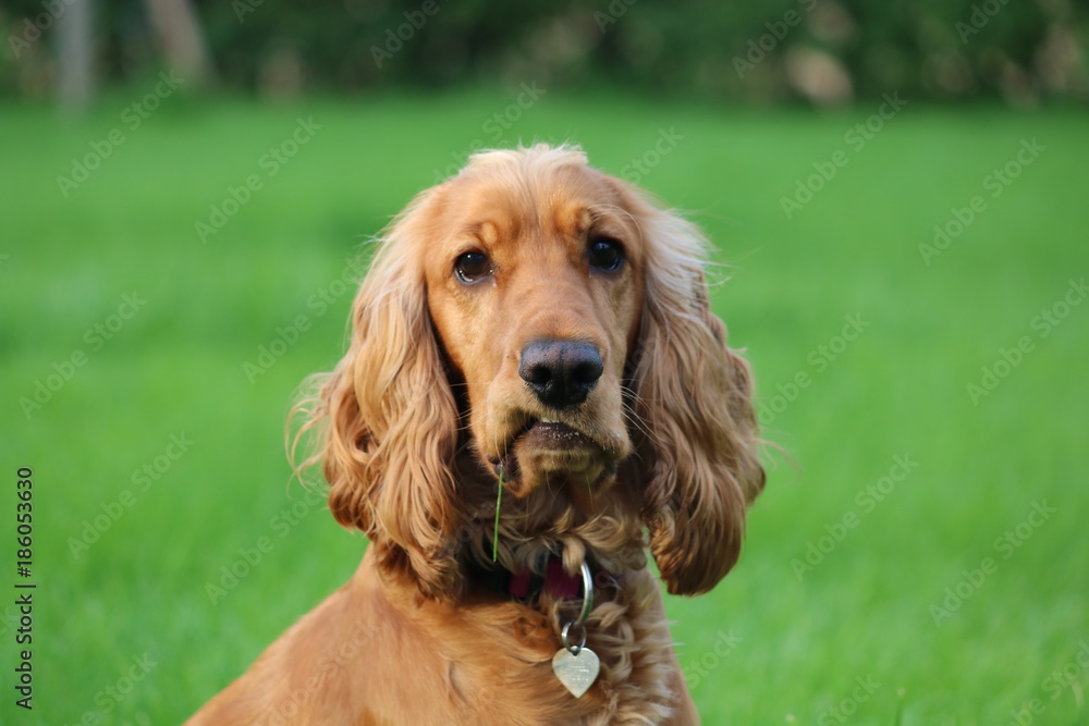 cute cocker spaniel