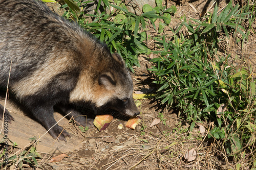 餌を食べるタヌキ photo