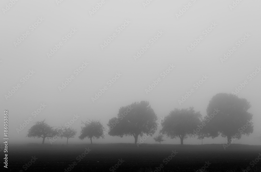 A row of Trees in the fog, monochrome. Stilness, quiet landscape. A row of Trees in the fog, monochrome. Stilness, quiet landscape.