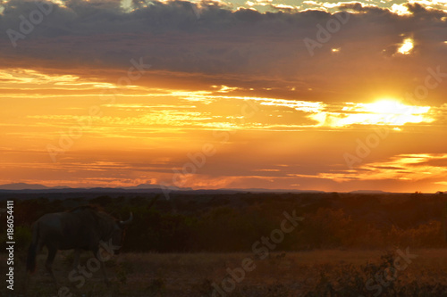 Wildebeest at Sunset