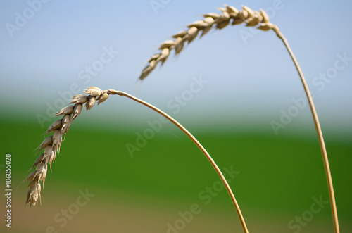 Wheat ears, leaning under the weight of ripening grain. Ripened grain harvest. Wheat ears in the sun close-up.