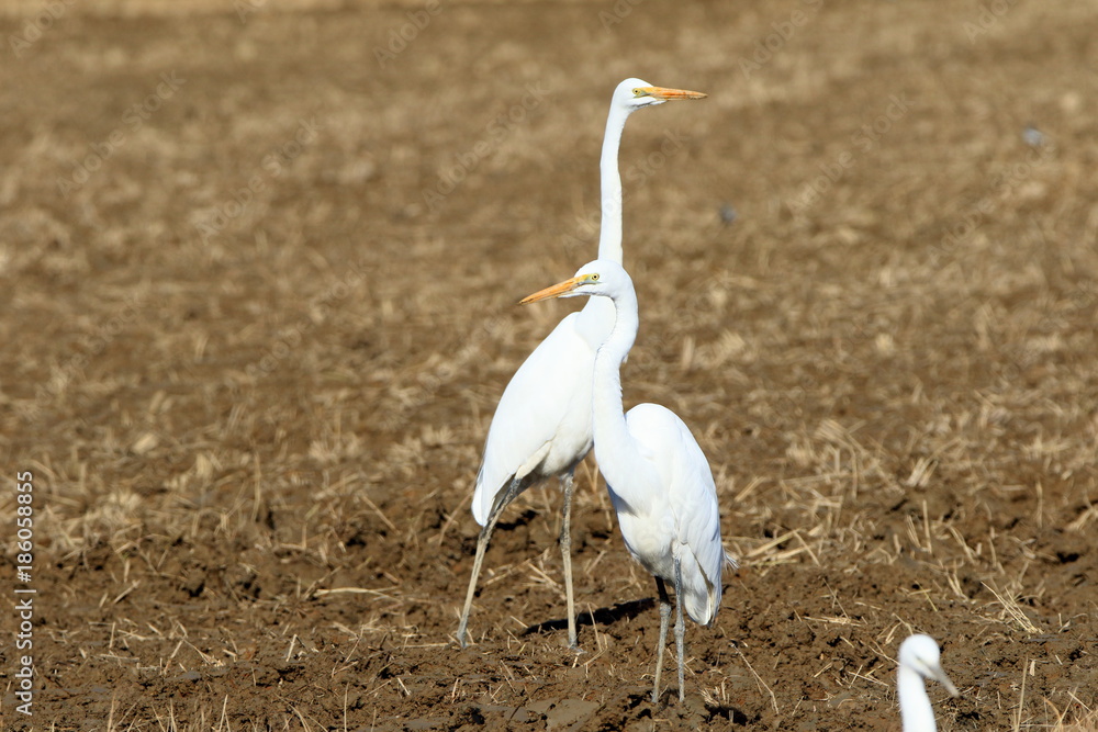 野鳥 シラサギ