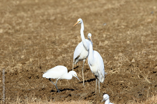 Obraz na płótnie 野鳥 シラサギ w salonie