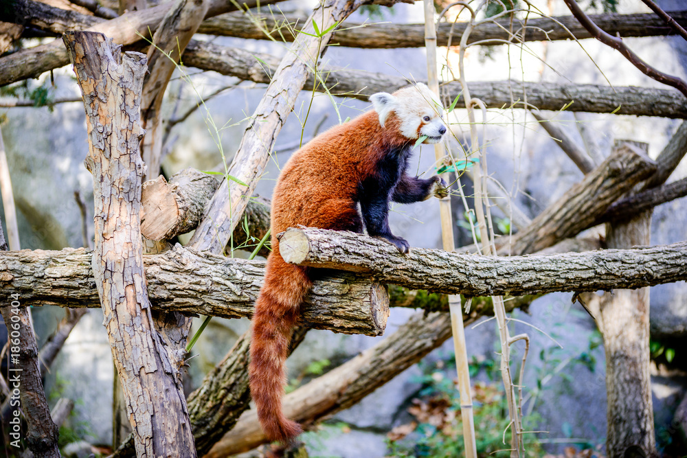 Cute Red Panda At Sacramento Zoo of California Stock Photo | Adobe Stock