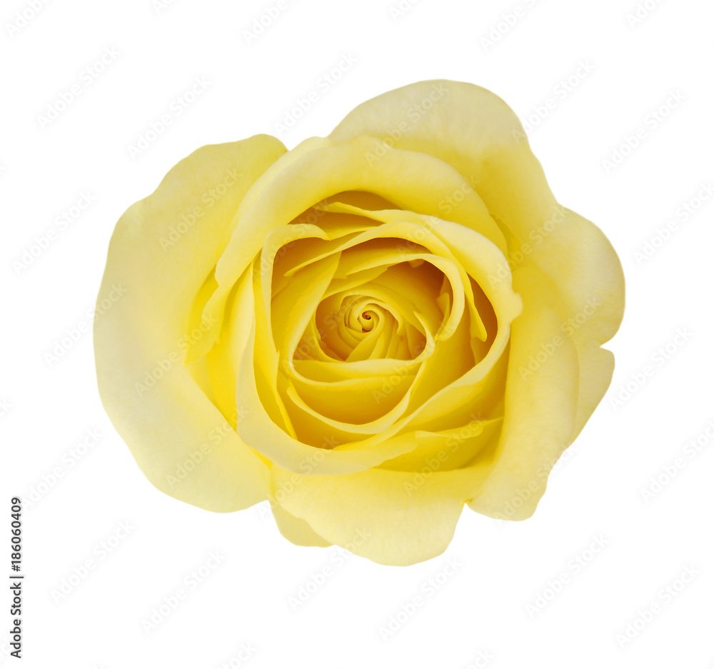 Macro of Perfect Yellow Rose Flow Macro of Perfect Yellow Rose Flow