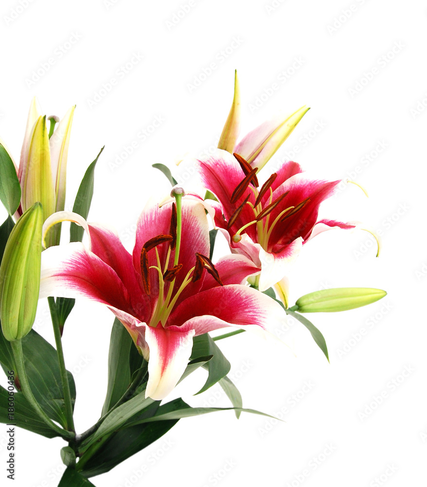 Pink  lily flowers on white background