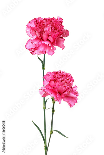 A long pink carnations photo