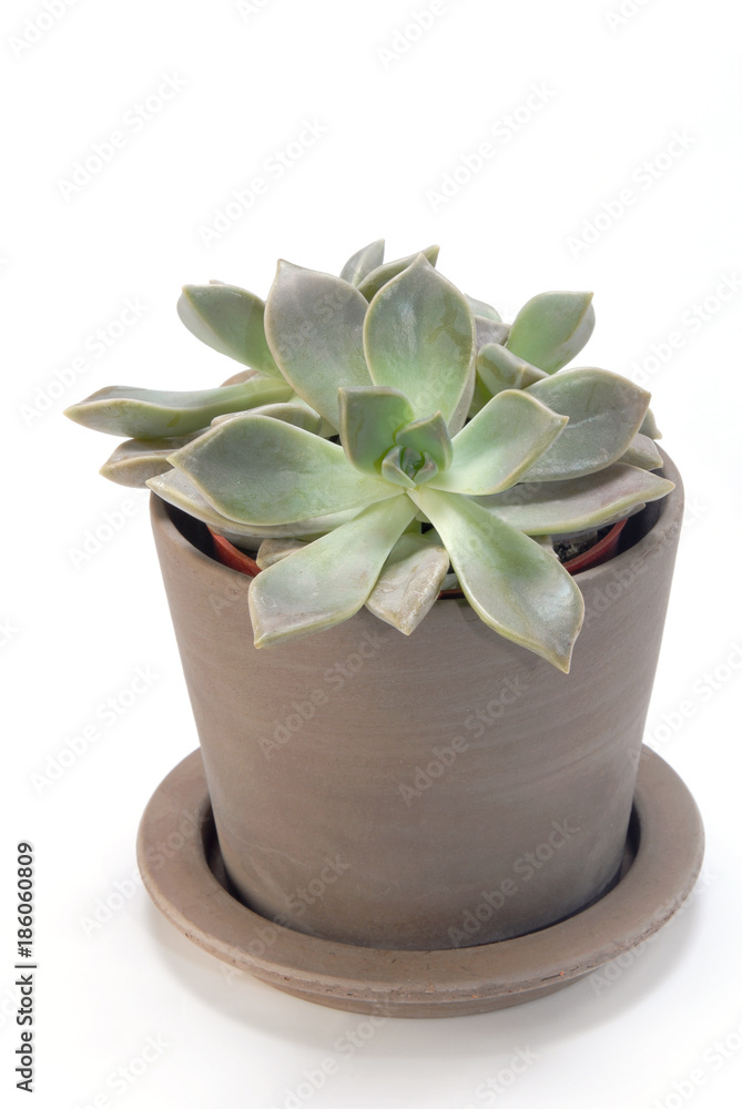 Houseleek isolated on white background Houseleek isolated on white background