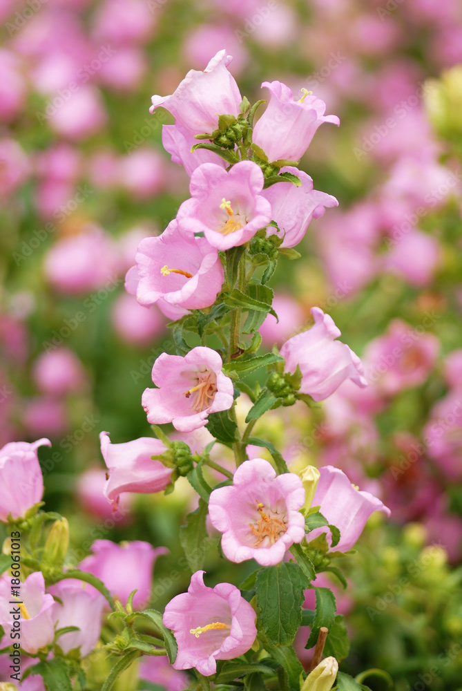 Fototapeta premium Blue bell flowers in the garden background