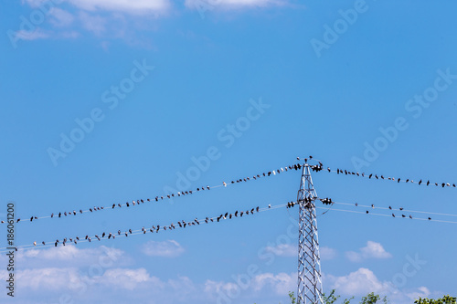 Many birds on Wire