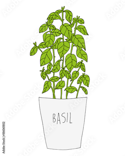 Bazylia basil