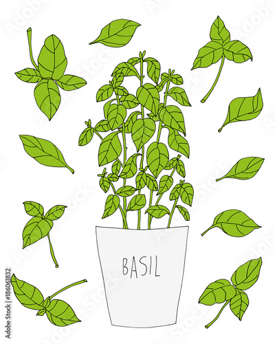 Bazylia basil